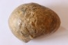 Nautile: Digonioceras excavatum (Sowerby, 1826) Bajocien Normandie - FRANCE