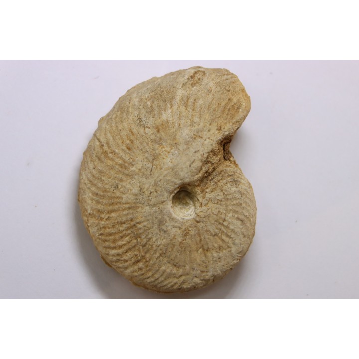 Clydoniceras discus - bathonian - La Marche, Nièvre (58) - FRANCE