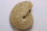 Clydoniceras discus - bathonian - La Marche, Nièvre (58) - FRANCE
