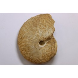 Clydoniceras discus - bathonien - La Marche, Nièvre (58), FRANCE