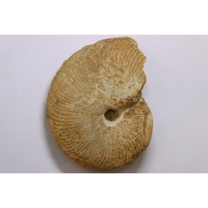 Clydoniceras discus - bathonian - La Marche, Nièvre (58) - FRANCE