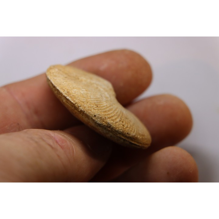 Clydoniceras discus - bathonian - La Marche, Nièvre (58) - FRANCE