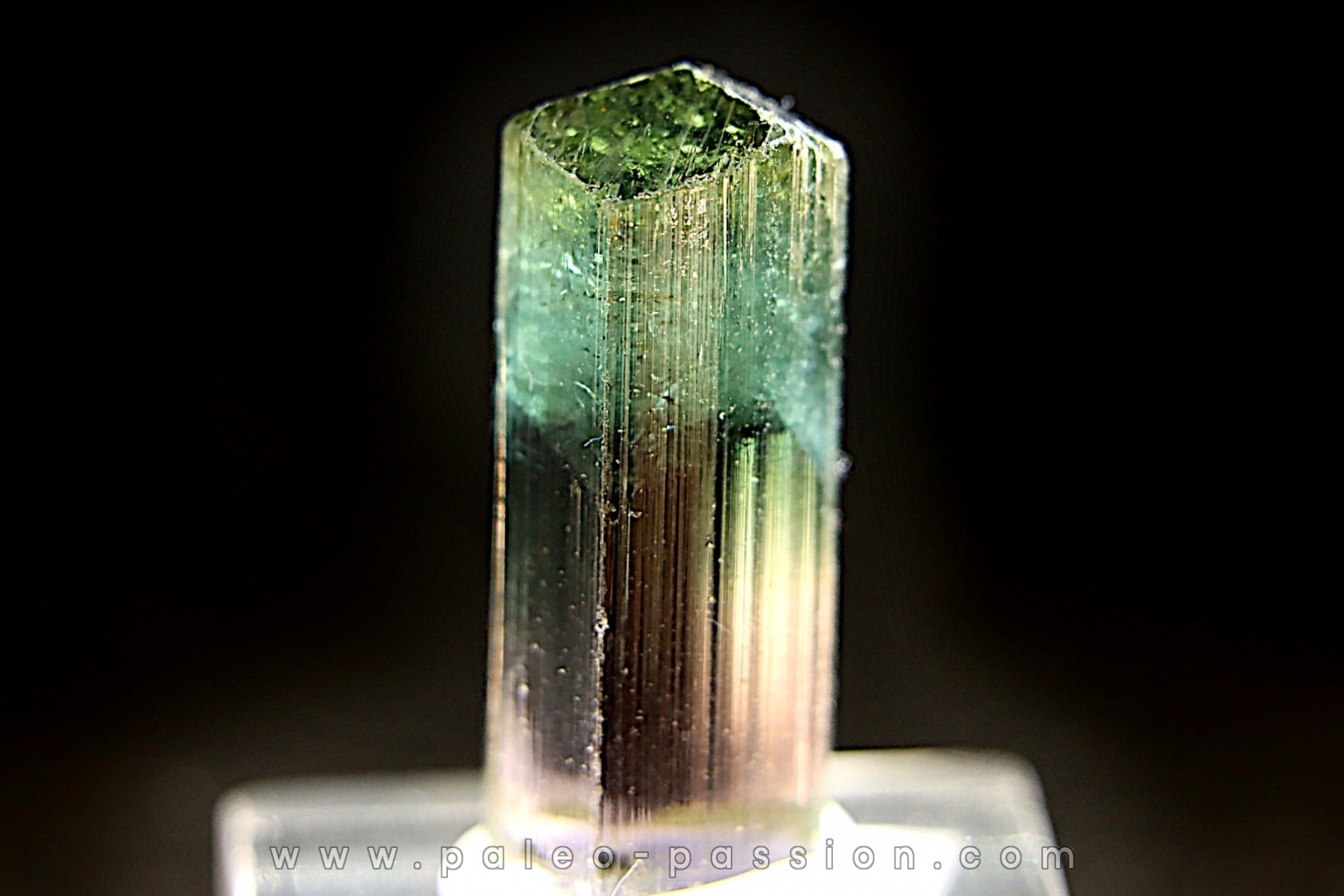 Tourmaline Elbaïte rose et verte - Lavra de Sapo, Ferruginha, Minas Gerais – Brésil