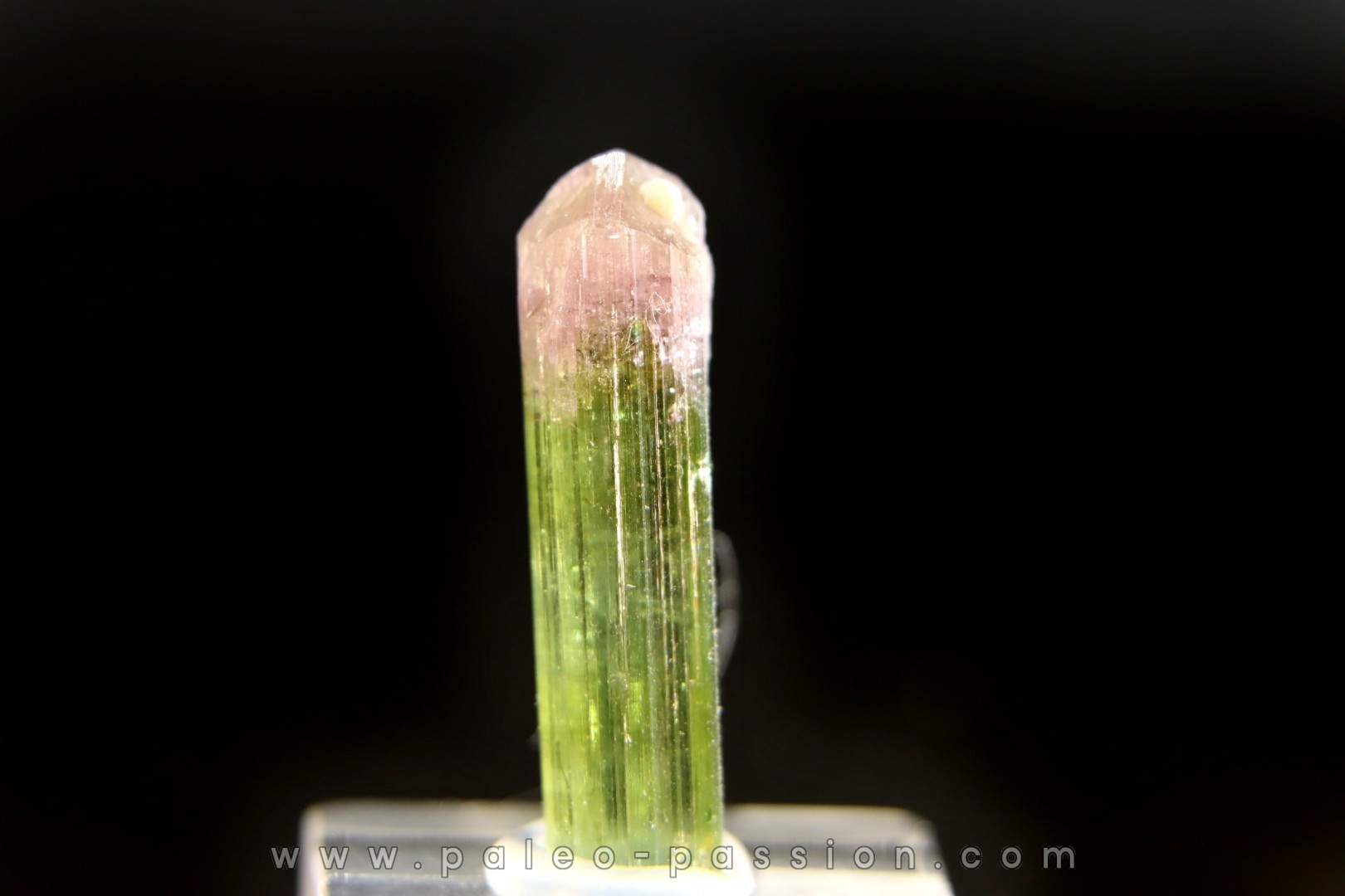 Tourmaline Elbaïte green and pink - Cruzeiro mine, Minas Gerais, Brasil