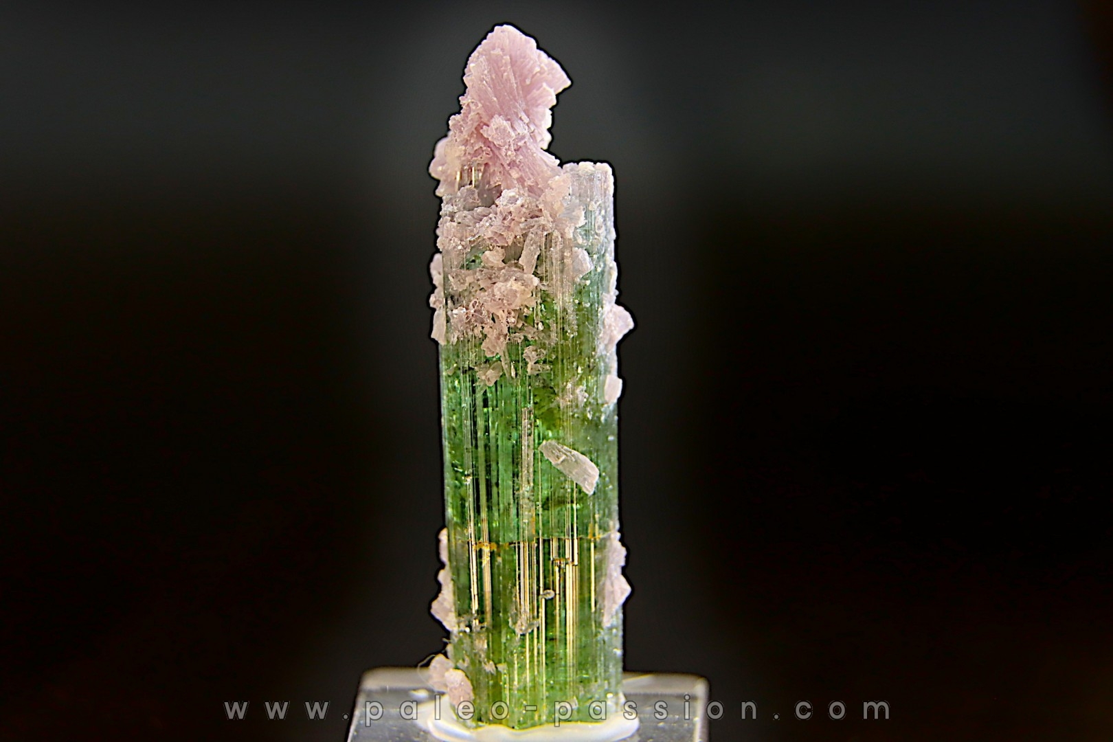 Tourmaline Elbaïte green and pink - Intiga mine, Minas Gerais, Brasil