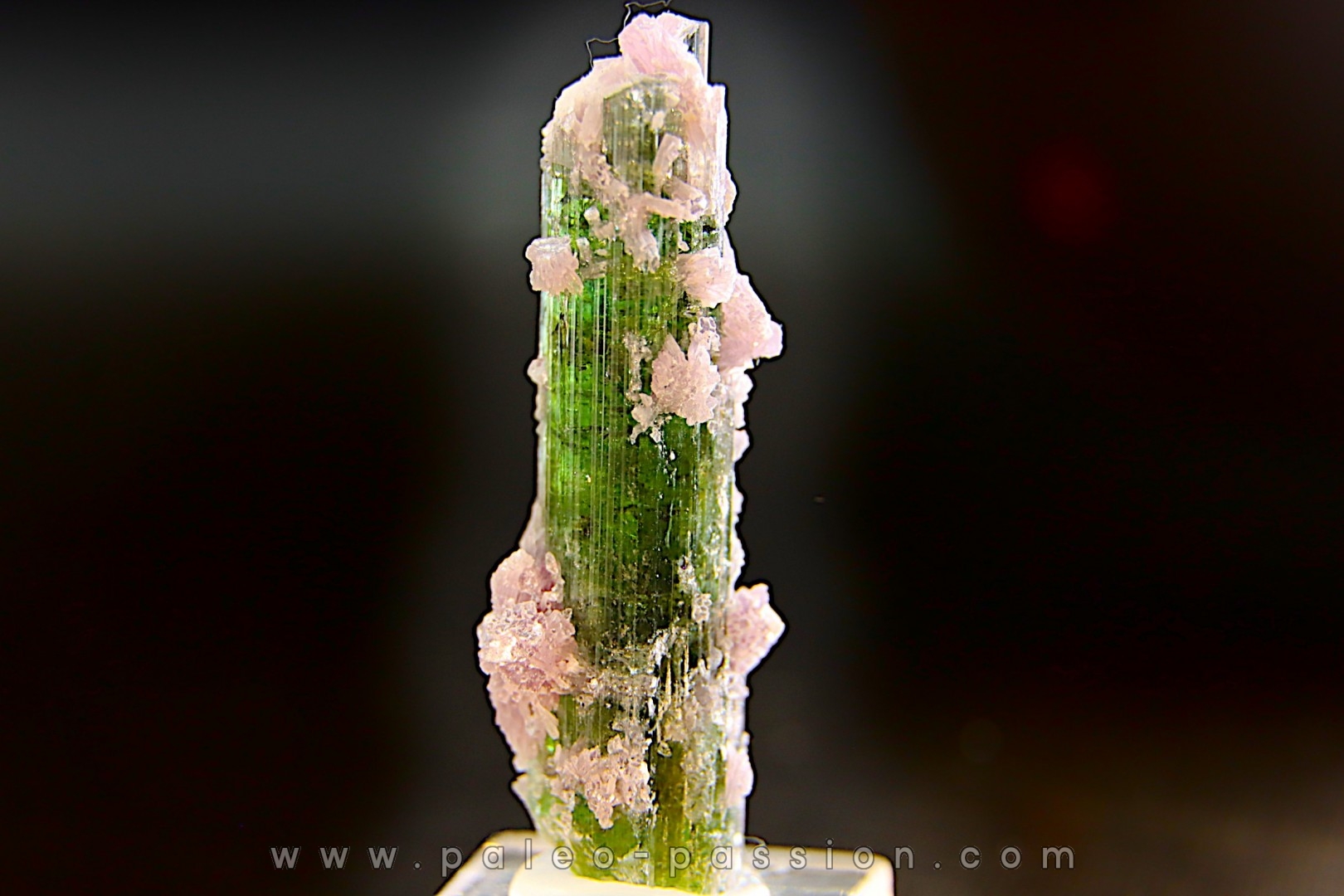 Tourmaline Elbaïte green and pink - Intiga mine, Minas Gerais, Brasil
