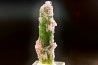 Tourmaline Elbaïte green and pink - Intiga mine, Minas Gerais, Brasil