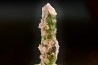 Tourmaline Elbaïte green and pink - Intiga mine, Minas Gerais, Brasil