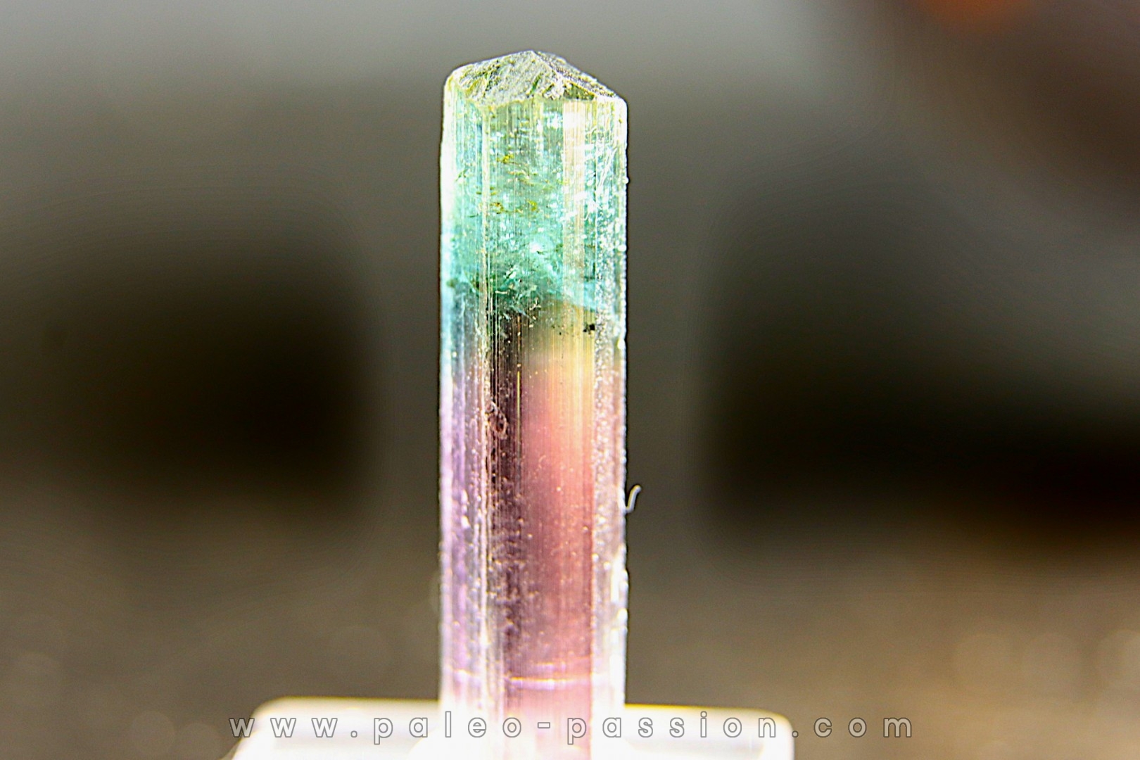 Tourmaline Elbaïte green and pink - Cruzeiro mine, Minas Gerais, Brasil
