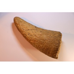 corne  de TRICERATOPS HORRIDUS