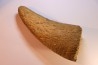dinosaure horn: TRICERATOPS HORRIDUS