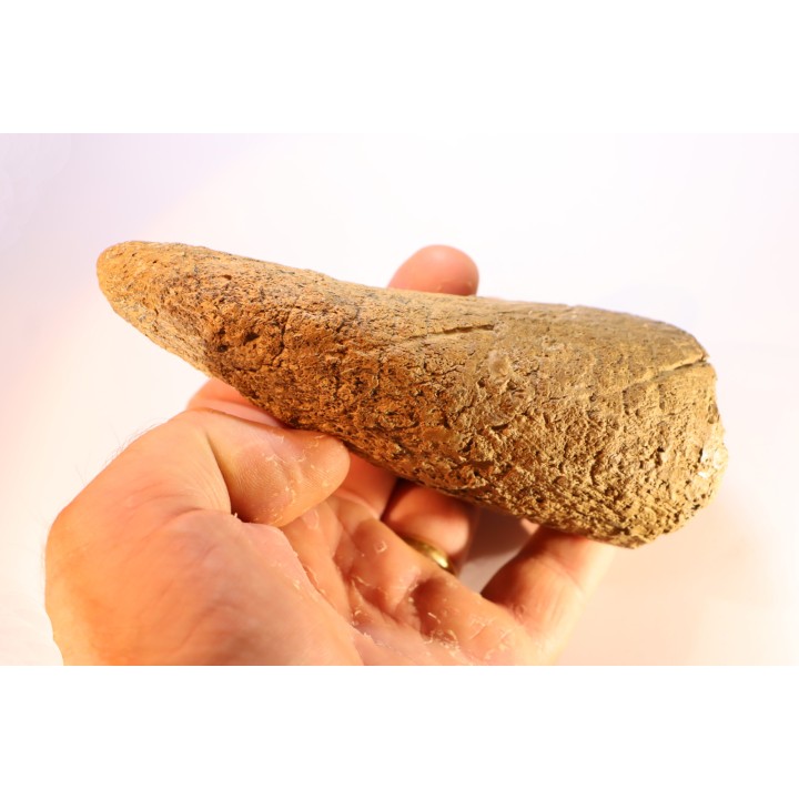dinosaure horn: TRICERATOPS HORRIDUS