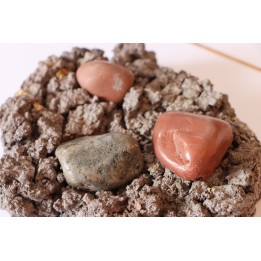 Gastrolith of  Dinosaur - Lower Cretaceous - Cloverly formation - Montana -USA