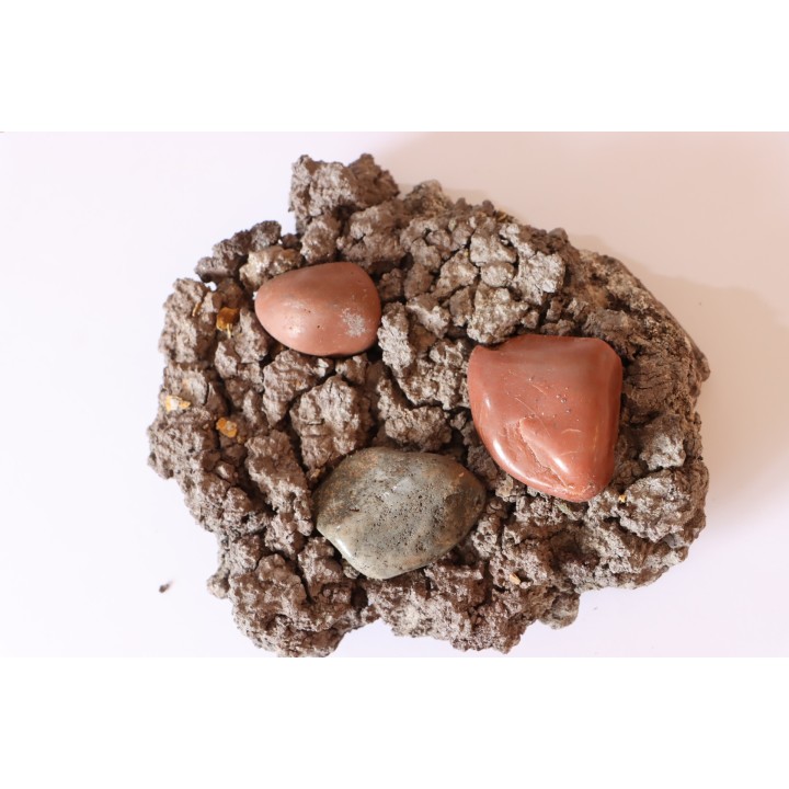 Gastrolith of  Dinosaur - Lower Cretaceous - Cloverly formation - Montana -USA
