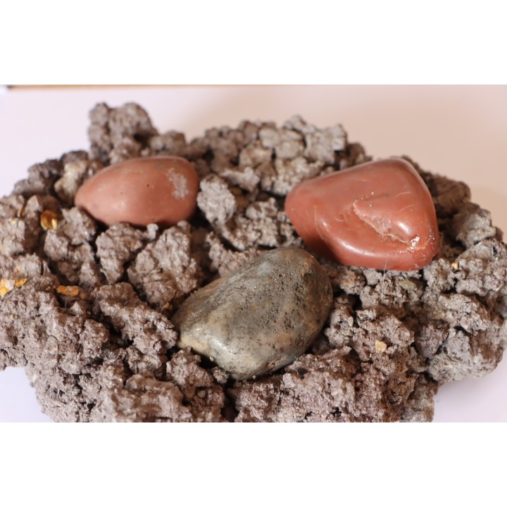 ensemble de 3 Gastrolithes de dinosaure - Crétacé inférieur - Cloverly formation - Montana - USA