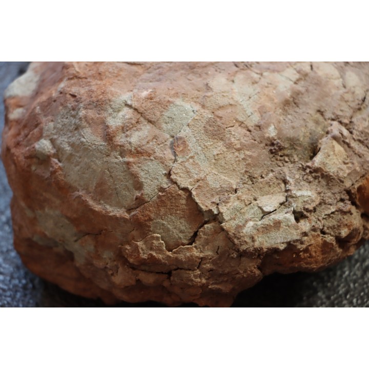 DINOSAUR EGG , cretaceous from france