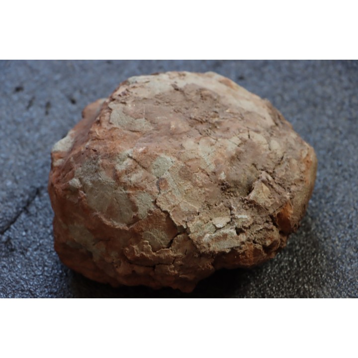 OEUF DE DINOSAURE crétacé du sud de la France