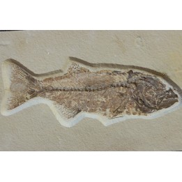GRAND poisson fossile 30 cm! Mioplosus labracoides - USA