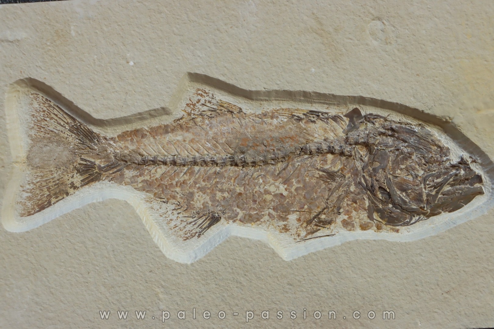 Mioplosus labracoides