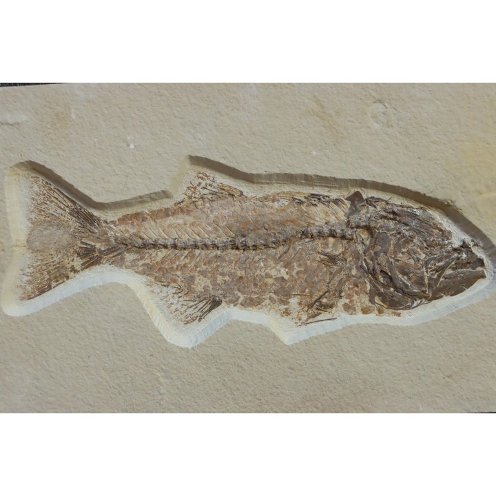 GRAND poisson fossile 30 cm! Mioplosus labracoides - USA