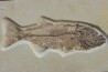 GRAND poisson fossile 30 cm! Mioplosus labracoides - USA