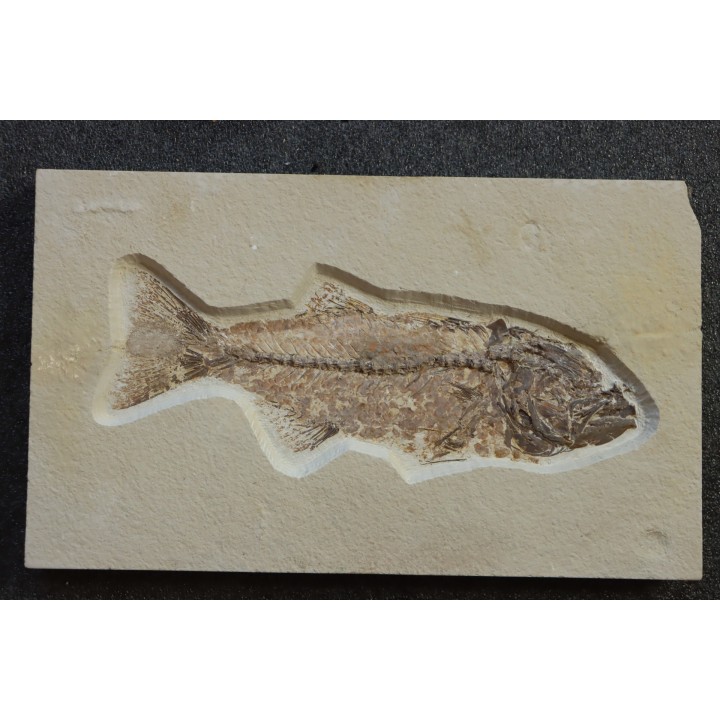 GRAND poisson fossile 30 cm! Mioplosus labracoides - USA