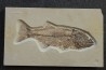 Mioplosus labracoides