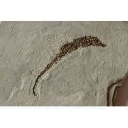 HIPPOCAMPUS RAMULOSUS