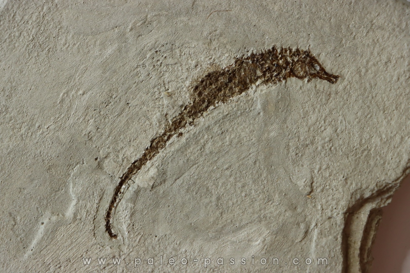 HIPPOCAMPUS RAMULOSUS