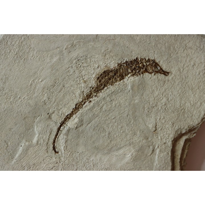 HIPPOCAMPUS RAMULOSUS