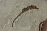 HIPPOCAMPUS RAMULOSUS - pliocene - Rimini, Italie
