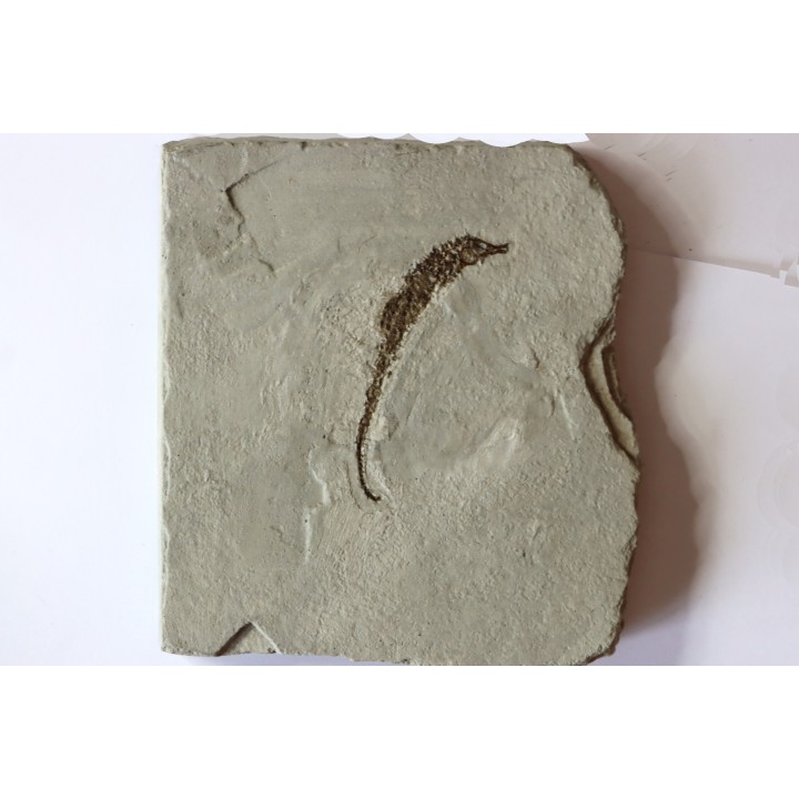 HIPPOCAMPUS RAMULOSUS - pliocene - Rimini, Italie