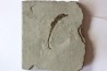 HIPPOCAMPUS RAMULOSUS
