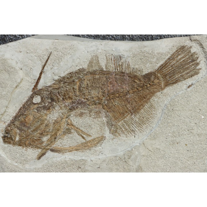very rare specimen of tetraodontiforme  FRIGOCANTHUS MARGARITATUS - pliocène - Rimini,  Italy