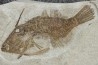 poisson tetraodontiforme  FRIGOCANTHUS MARGARITATUS - pliocène - Rimini, Italie