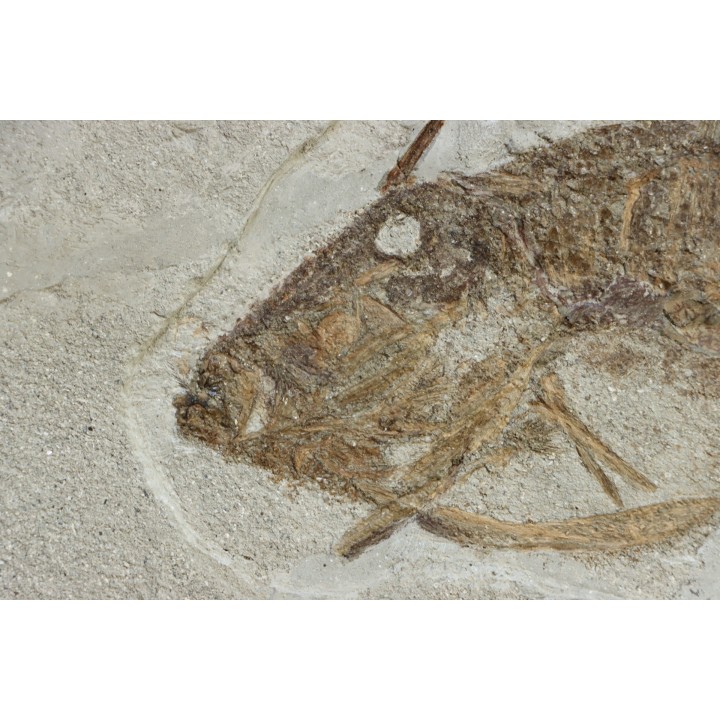 very rare specimen of tetraodontiforme  FRIGOCANTHUS MARGARITATUS - pliocène - Rimini,  Italy