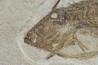 poisson tetraodontiforme  FRIGOCANTHUS MARGARITATUS - pliocène - Rimini, Italie