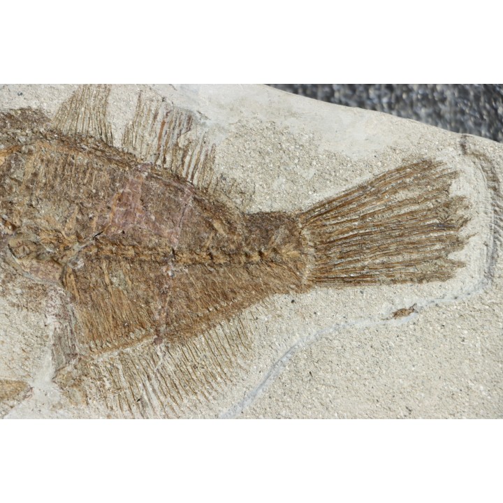 poisson tetraodontiforme  FRIGOCANTHUS MARGARITATUS - pliocène - Rimini, Italie