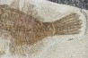 poisson tetraodontiforme  FRIGOCANTHUS MARGARITATUS - pliocène - Rimini, Italie