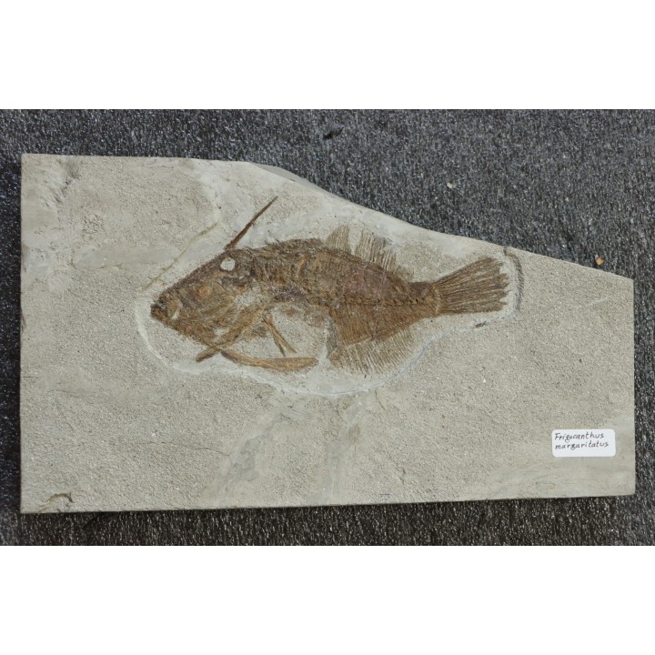 poisson tetraodontiforme  FRIGOCANTHUS MARGARITATUS - pliocène - Rimini, Italie