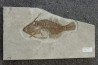 very rare specimen of tetraodontiforme  FRIGOCANTHUS MARGARITATUS - pliocène - Rimini,  Italy