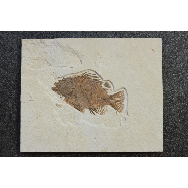 poisson fossile Priscacara serrata - Eocene - USA