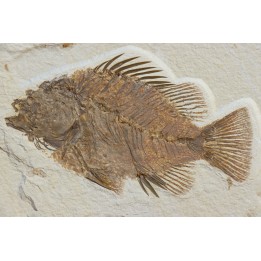 Priscacara serrata