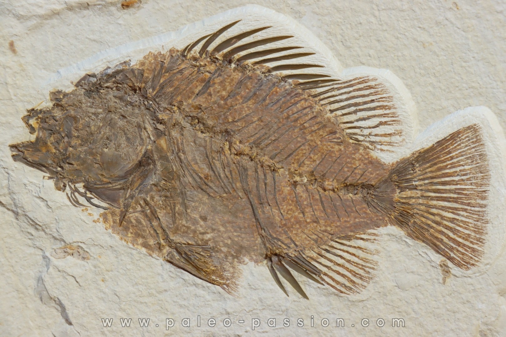 poisson fossile Priscacara serrata - Eocene - USA