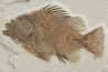 Priscacara serrata