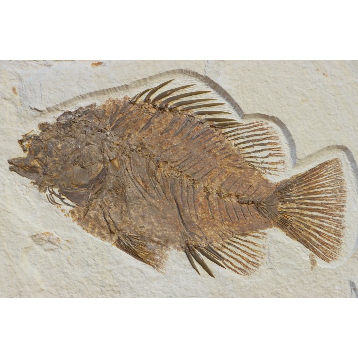 Priscacara serrata