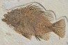 poisson fossile Priscacara serrata - Eocene - USA