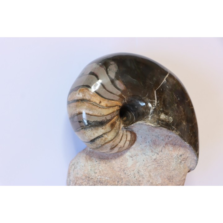 nautilus: Cenoceras annulare - pliensbachian - Fresney-le-Puceux – FRANCE