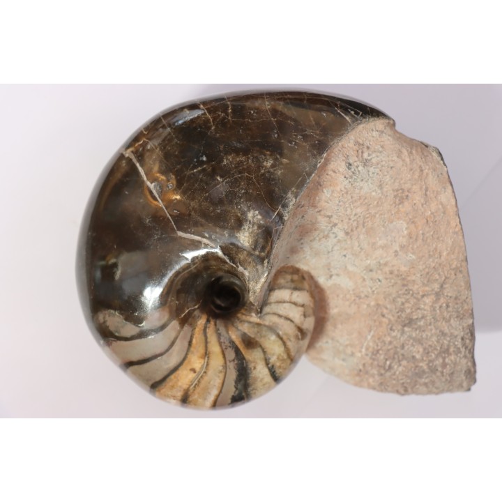 nautilus: Cenoceras annulare - pliensbachian - Fresney-le-Puceux – FRANCE