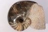 nautilus: Cenoceras annulare - pliensbachian - Fresney-le-Puceux – FRANCE